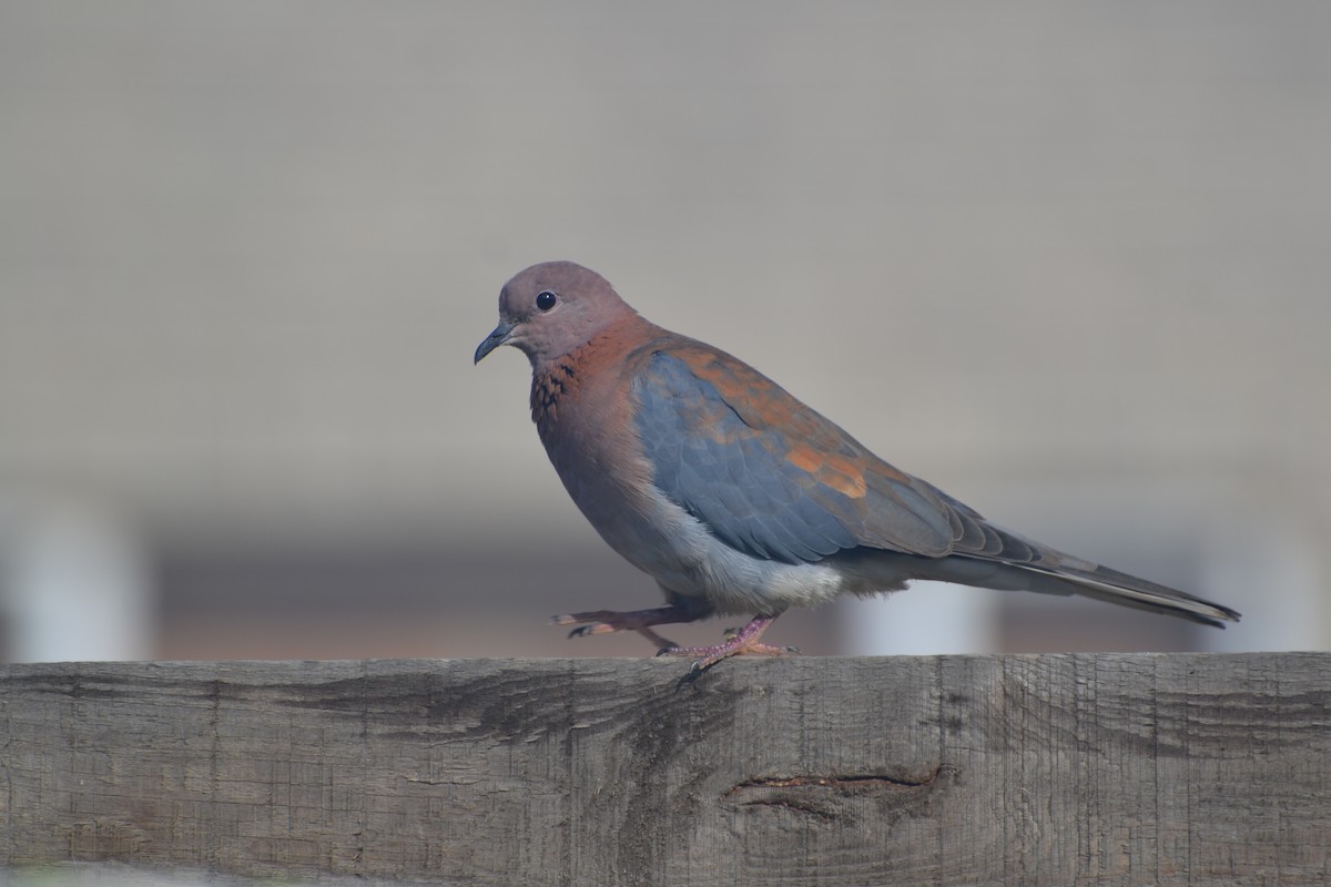 Laughing Dove - ML143198431