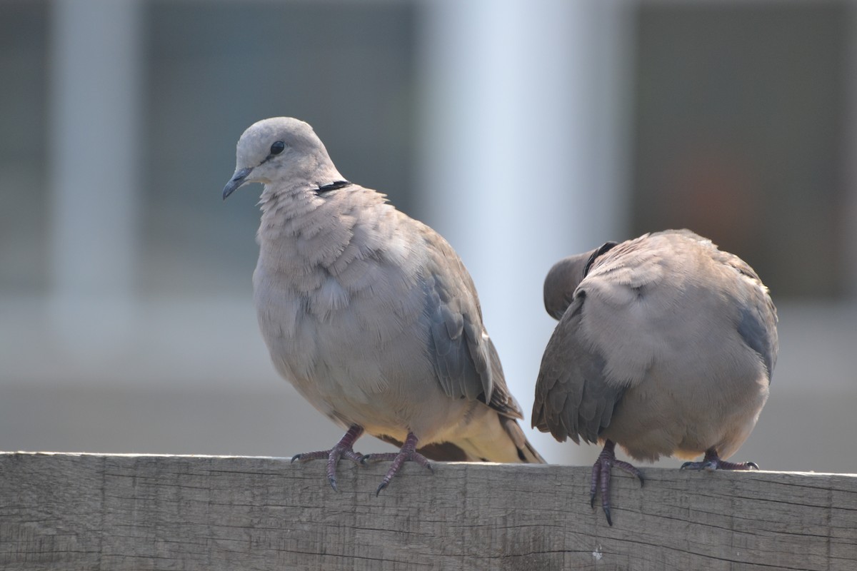 Ring-necked Dove - ML143199071