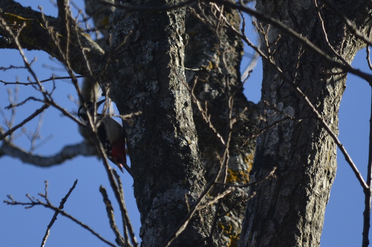 Great Spotted Woodpecker (Atlas) - Karim Haddad