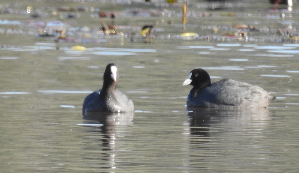 Eurasian Coot - ML143202231