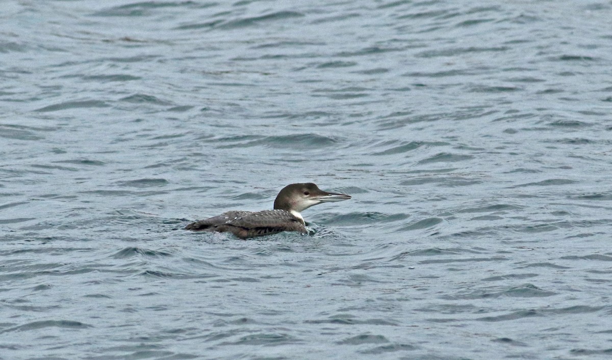 Plongeon huard - ML143204151