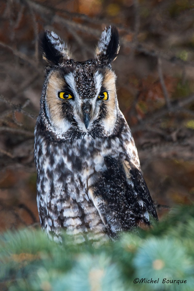 Long-eared Owl - Michel Bourque