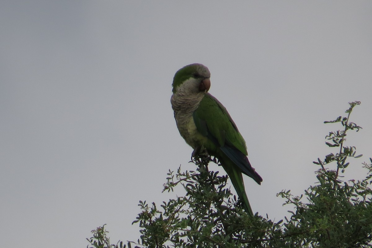 Monk Parakeet - ML143204401