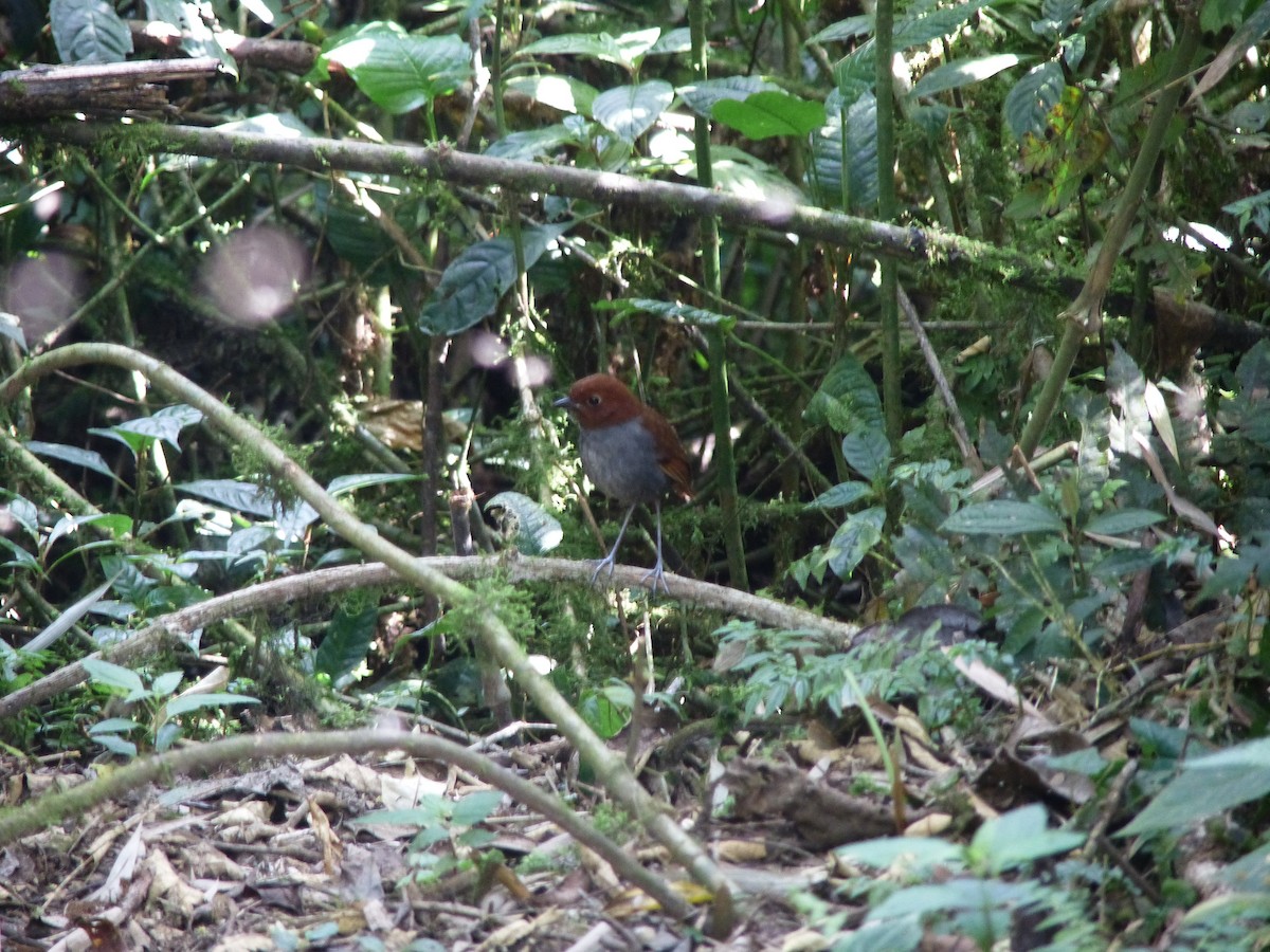 Bicolored Antpitta - ML143205361