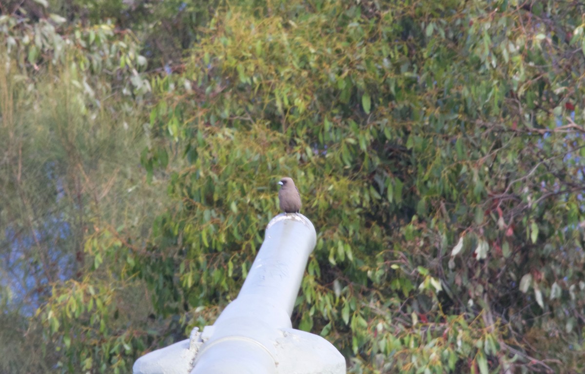 Dusky Woodswallow - ML143208831