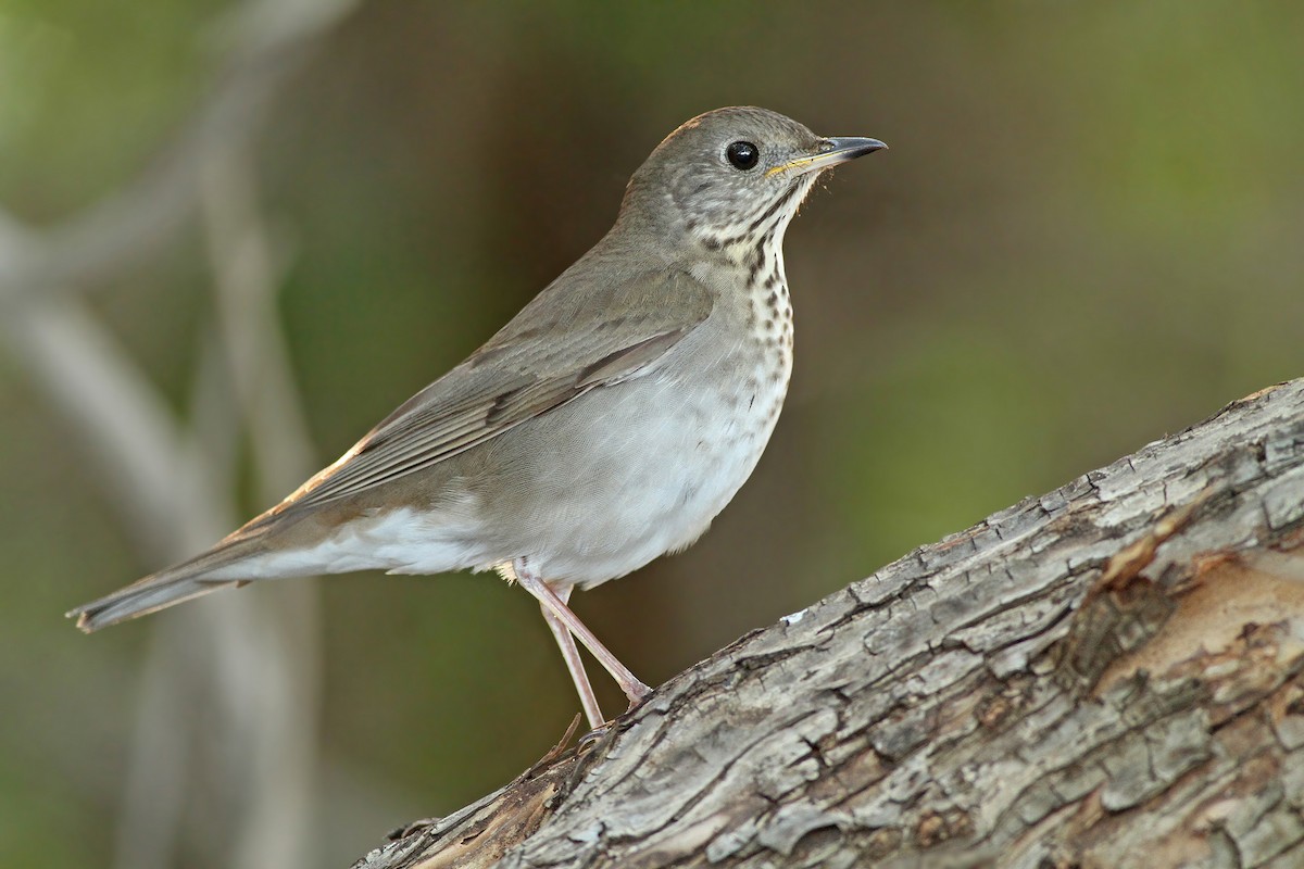 Gray-cheeked Thrush - Jeremiah Trimble