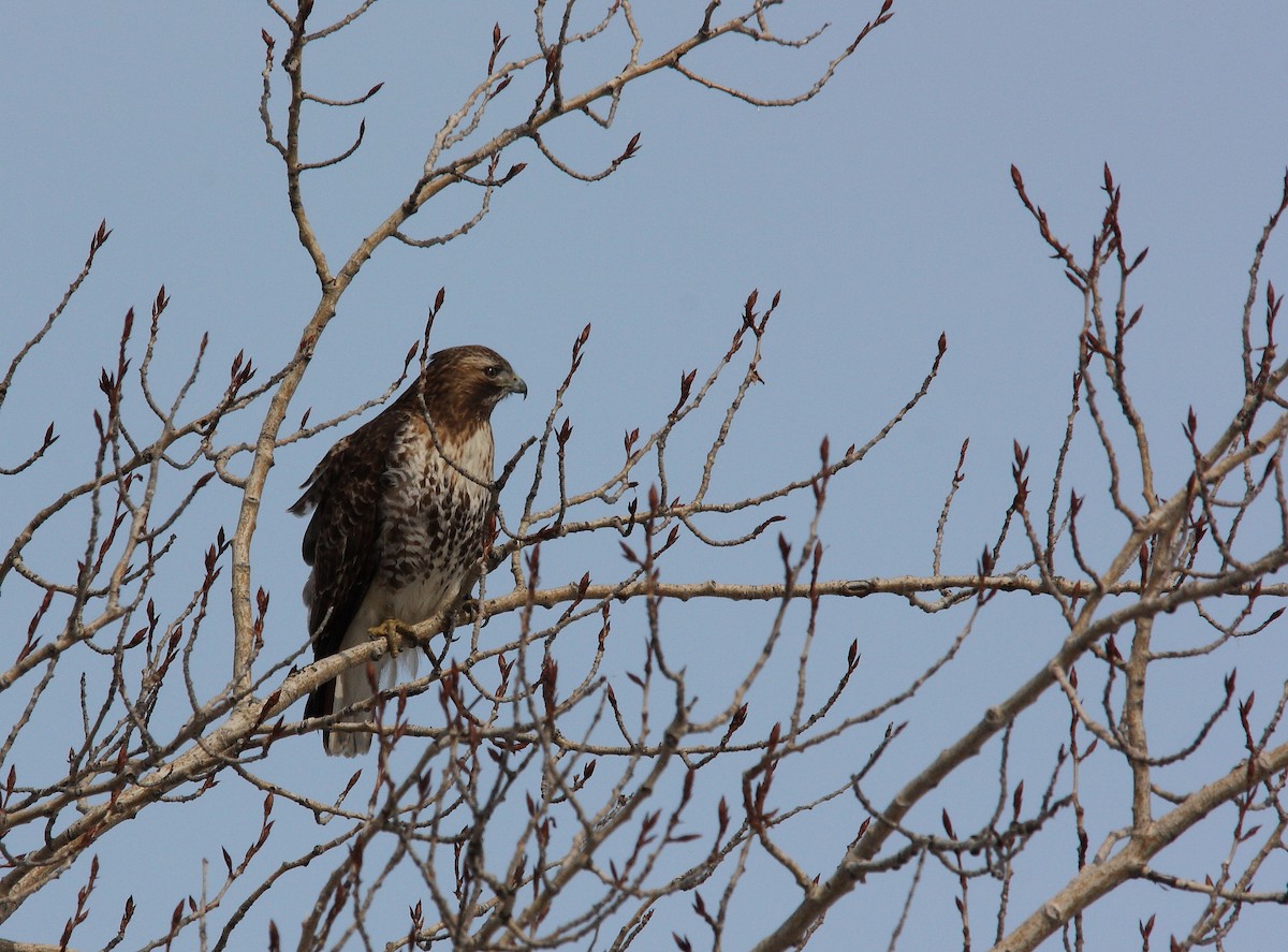 Rotschwanzbussard - ML143209291