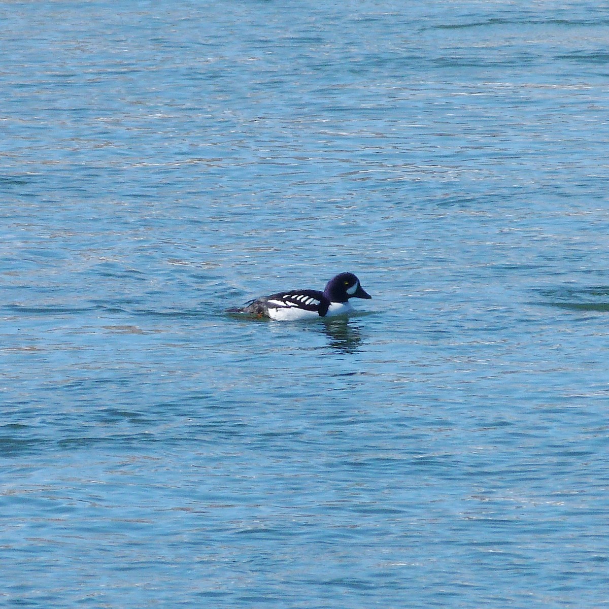 Barrow's Goldeneye - Kenneth Stinchcomb