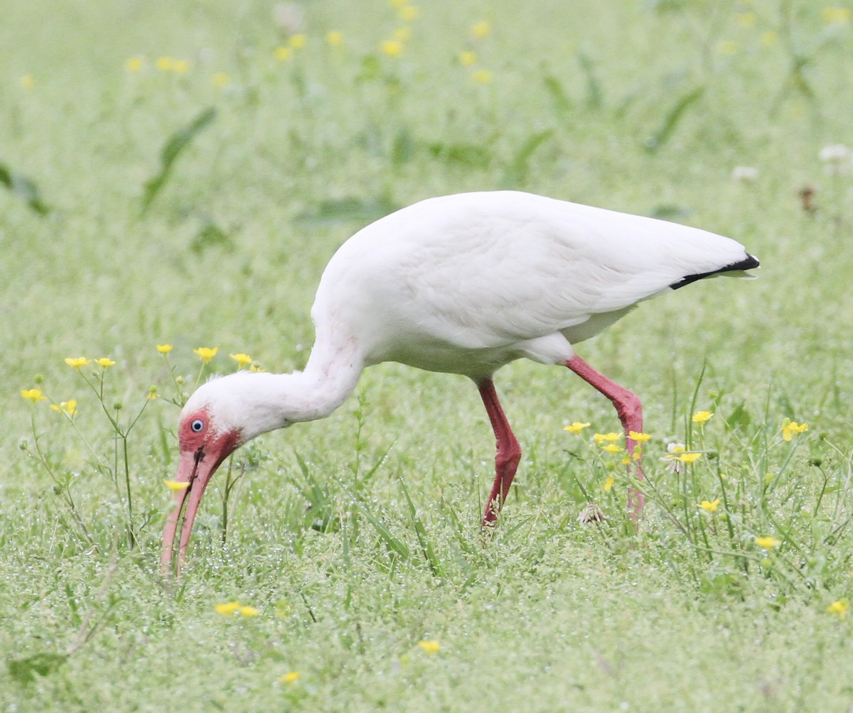 ibis bílý - ML143211381