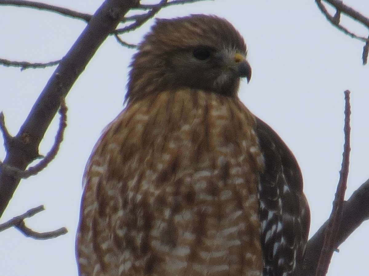 Red-shouldered Hawk - ML143211631
