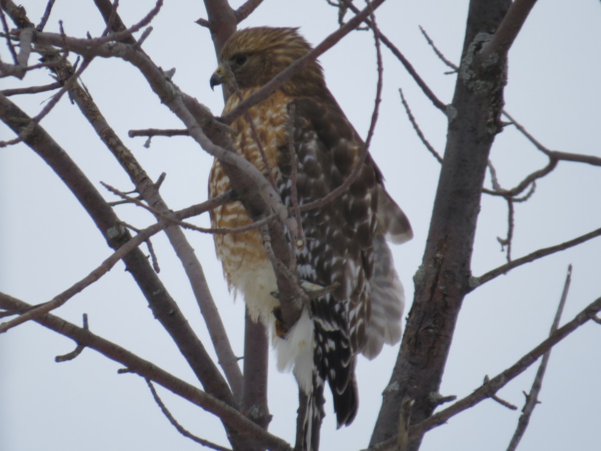 Red-shouldered Hawk - ML143211651