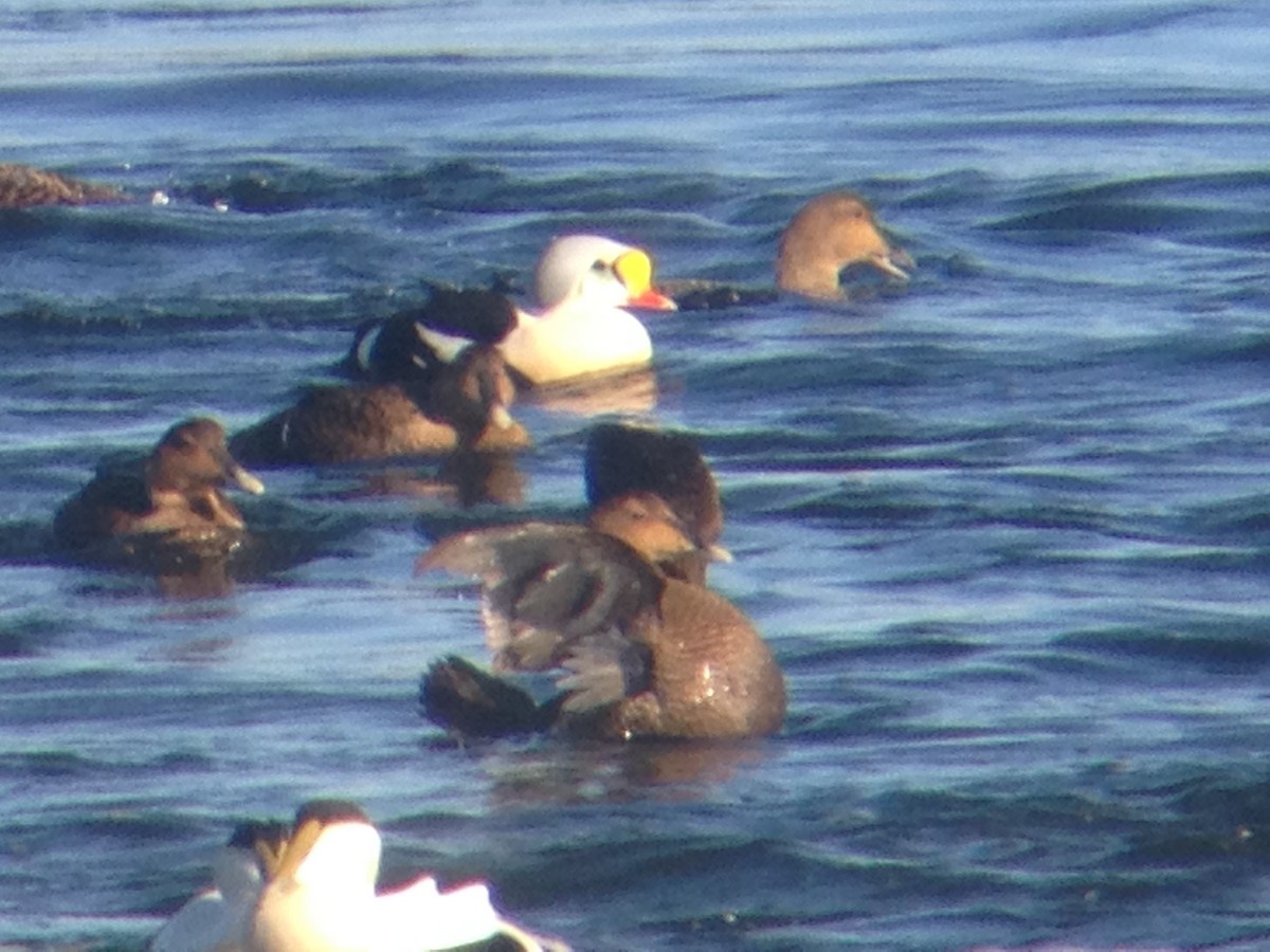 Eider à tête grise - ML143212051