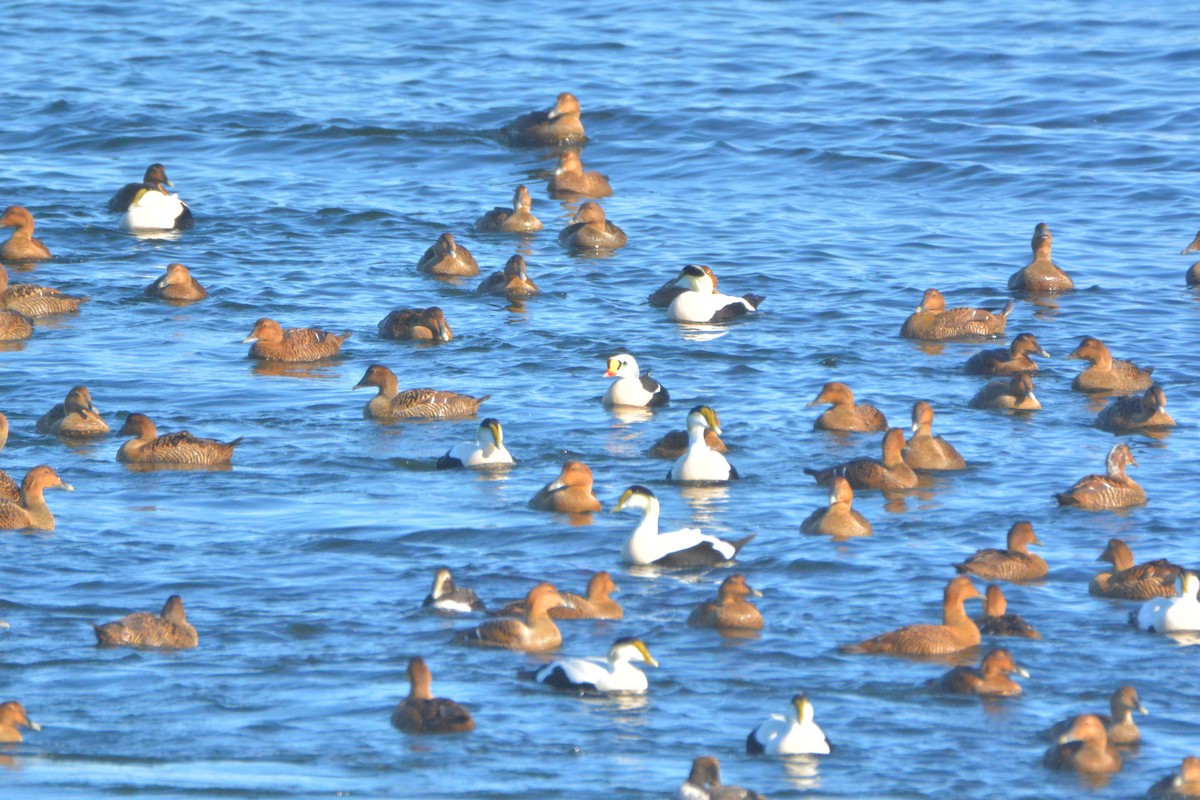 Eider à tête grise - ML143212211