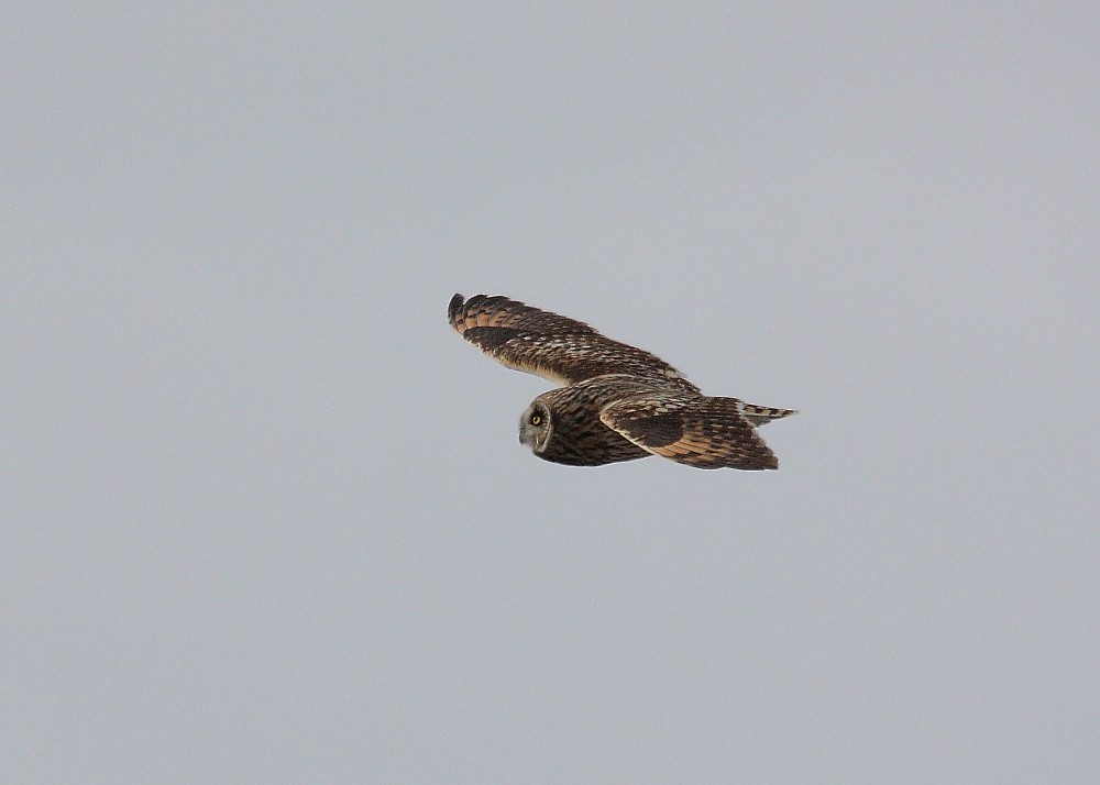 Short-eared Owl - ML143212461