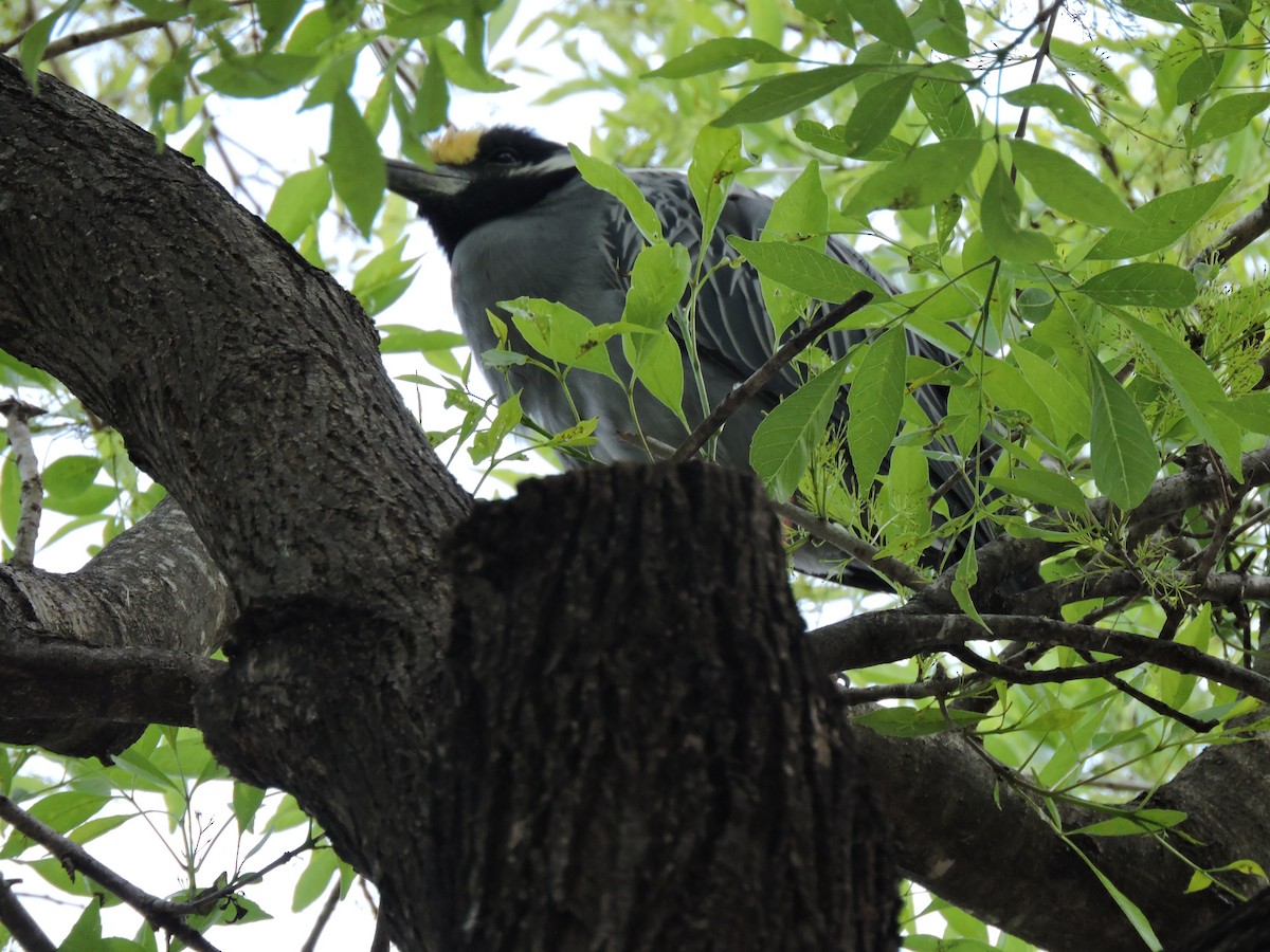 Yellow-crowned Night Heron - Dianne Duke