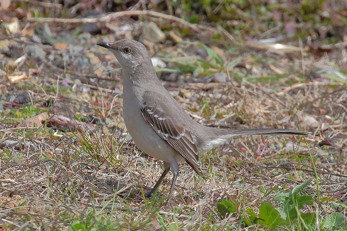 Northern Mockingbird - ML143219611