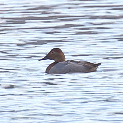 Canvasback - ML143220611