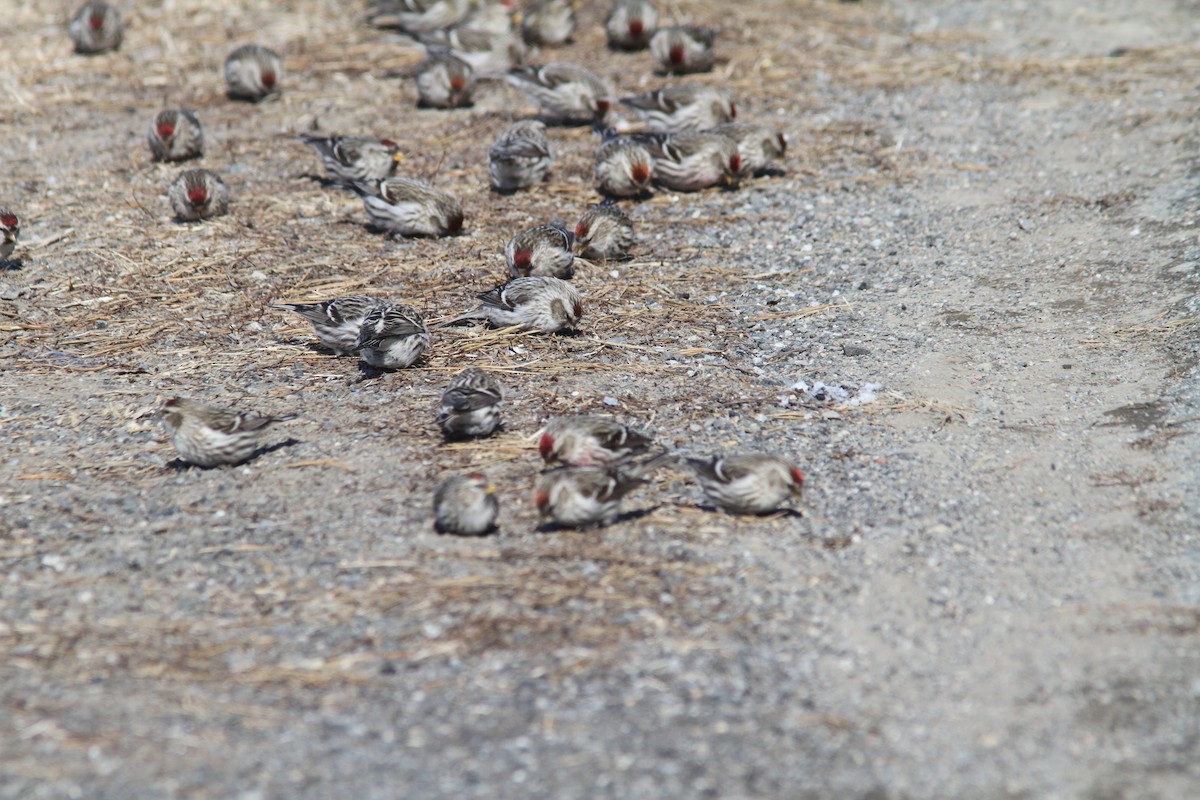 Hoary Redpoll - ML143220741