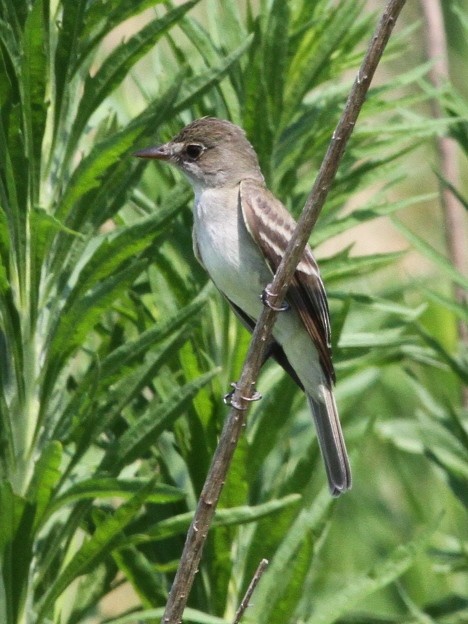 Willow Flycatcher - ML143221531