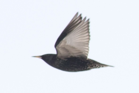 European Starling - ML143222061