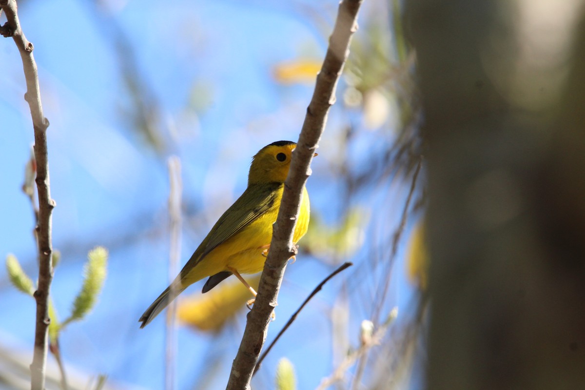 Wilson's Warbler - ML143222851