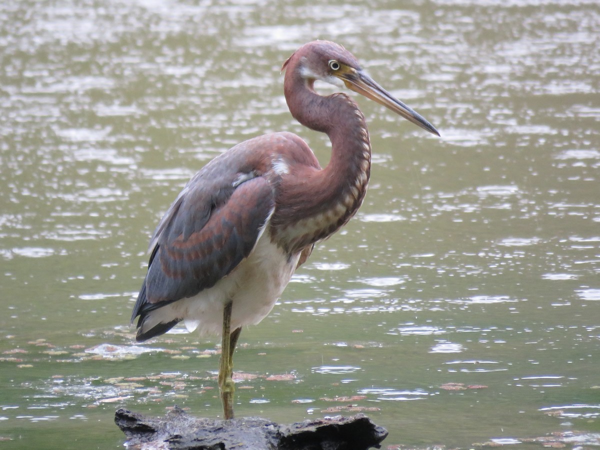 Tricolored Heron - ML143223111