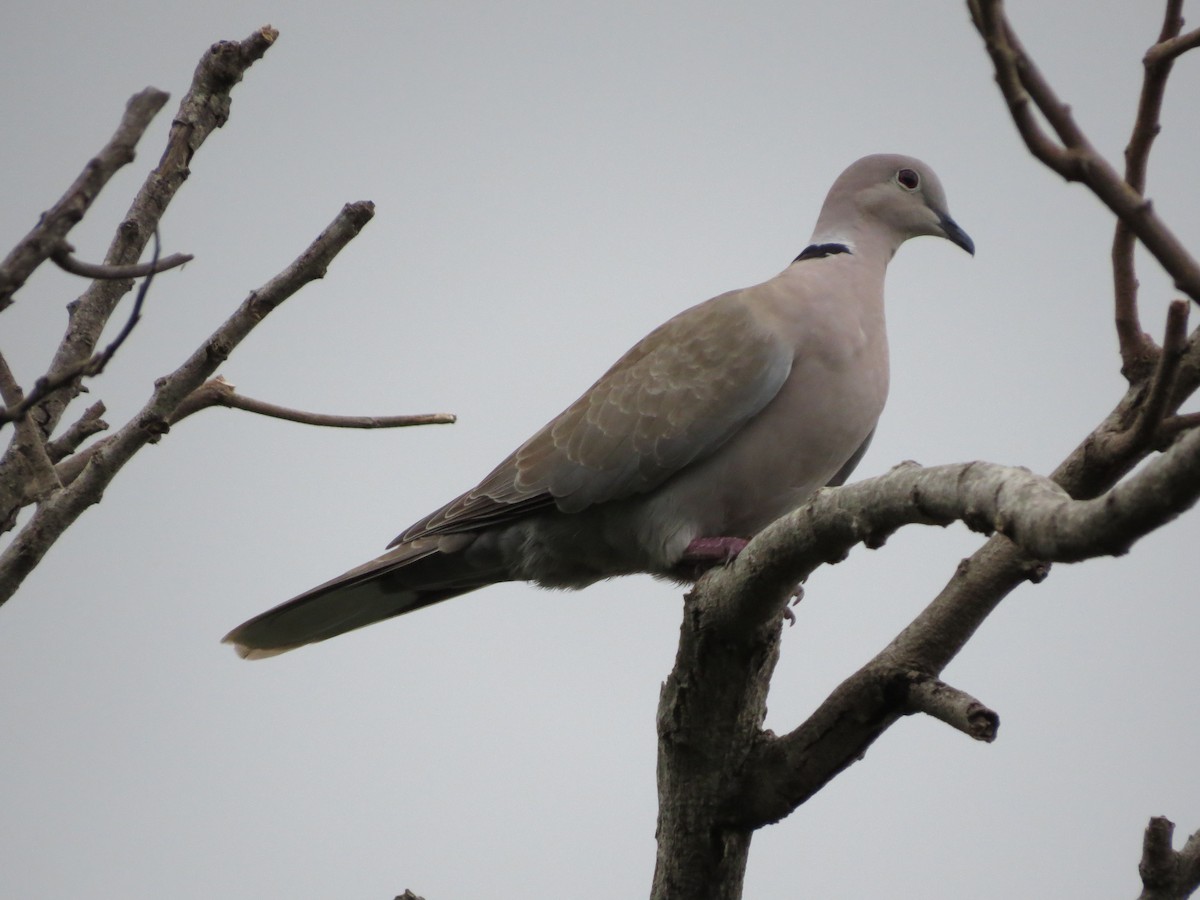 Eurasian Collared-Dove - Ray Wershler