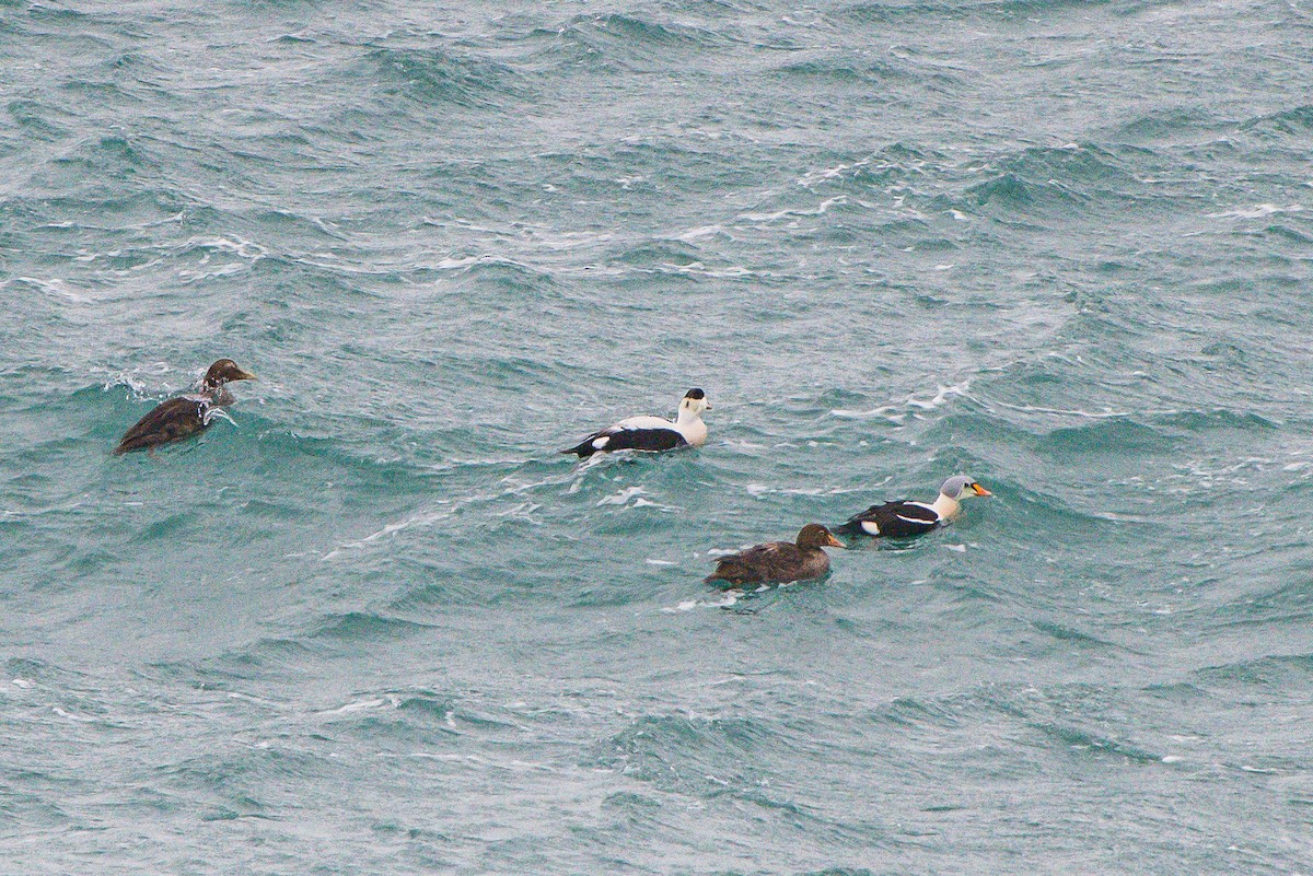 King Eider - ML143230251