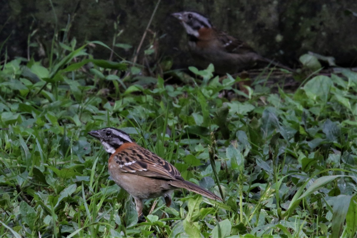 Rufous-collared Sparrow - ML143230421