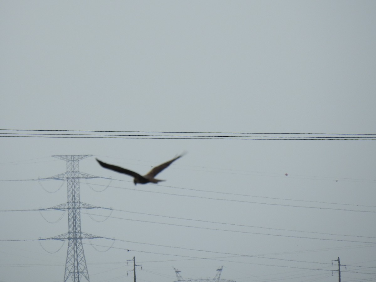 Black Kite - Nelson Pereira