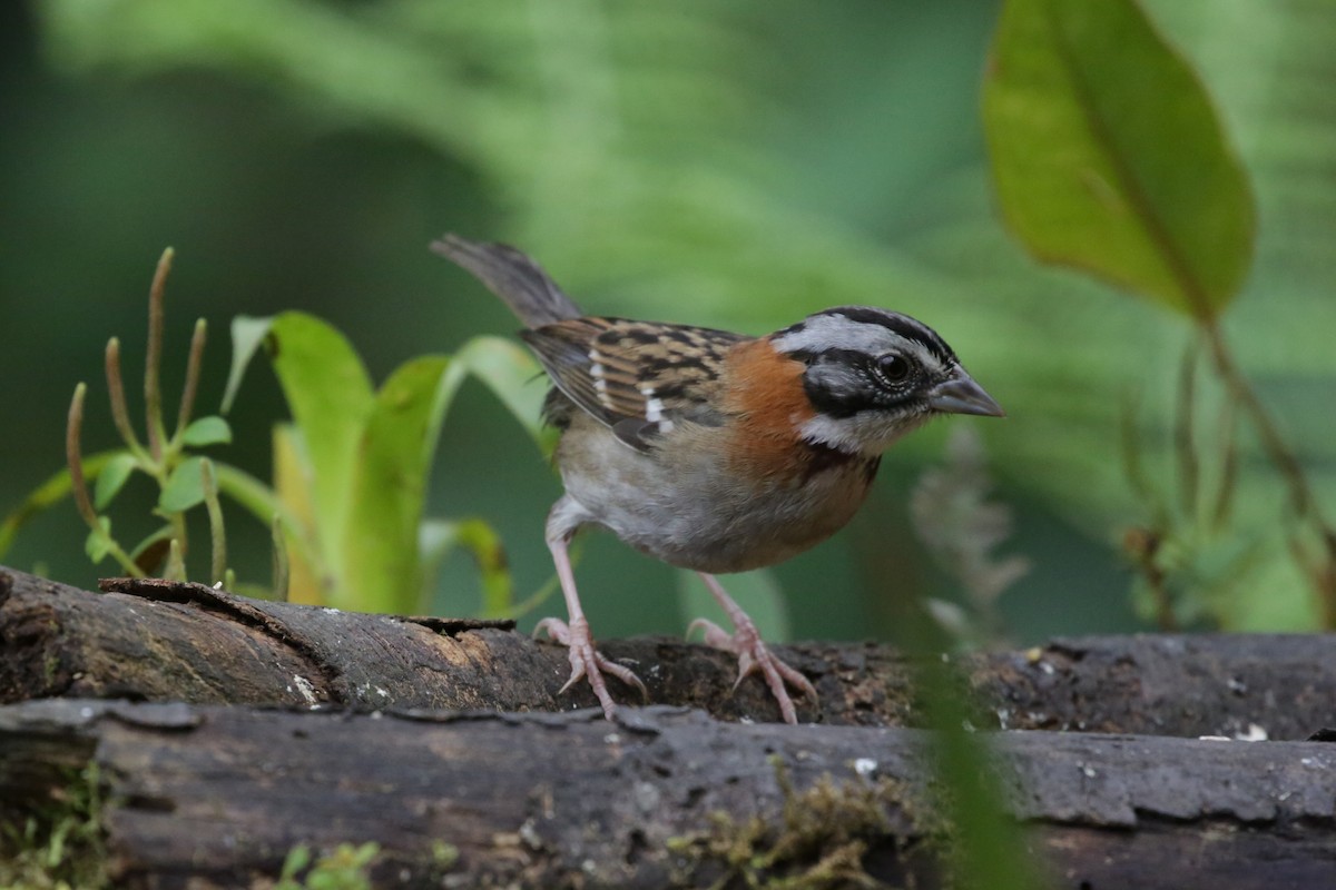 Rufous-collared Sparrow - ML143231171
