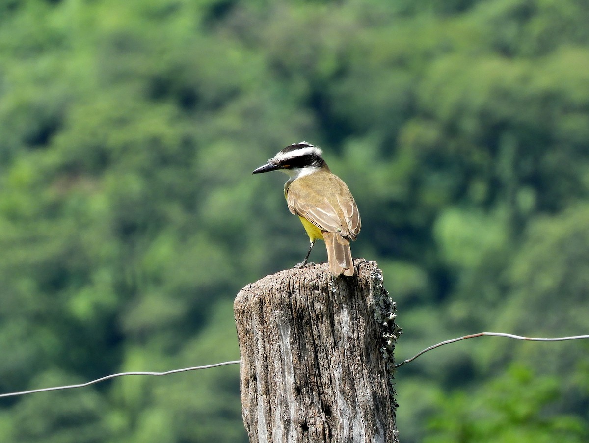 Great Kiskadee - ML143232501