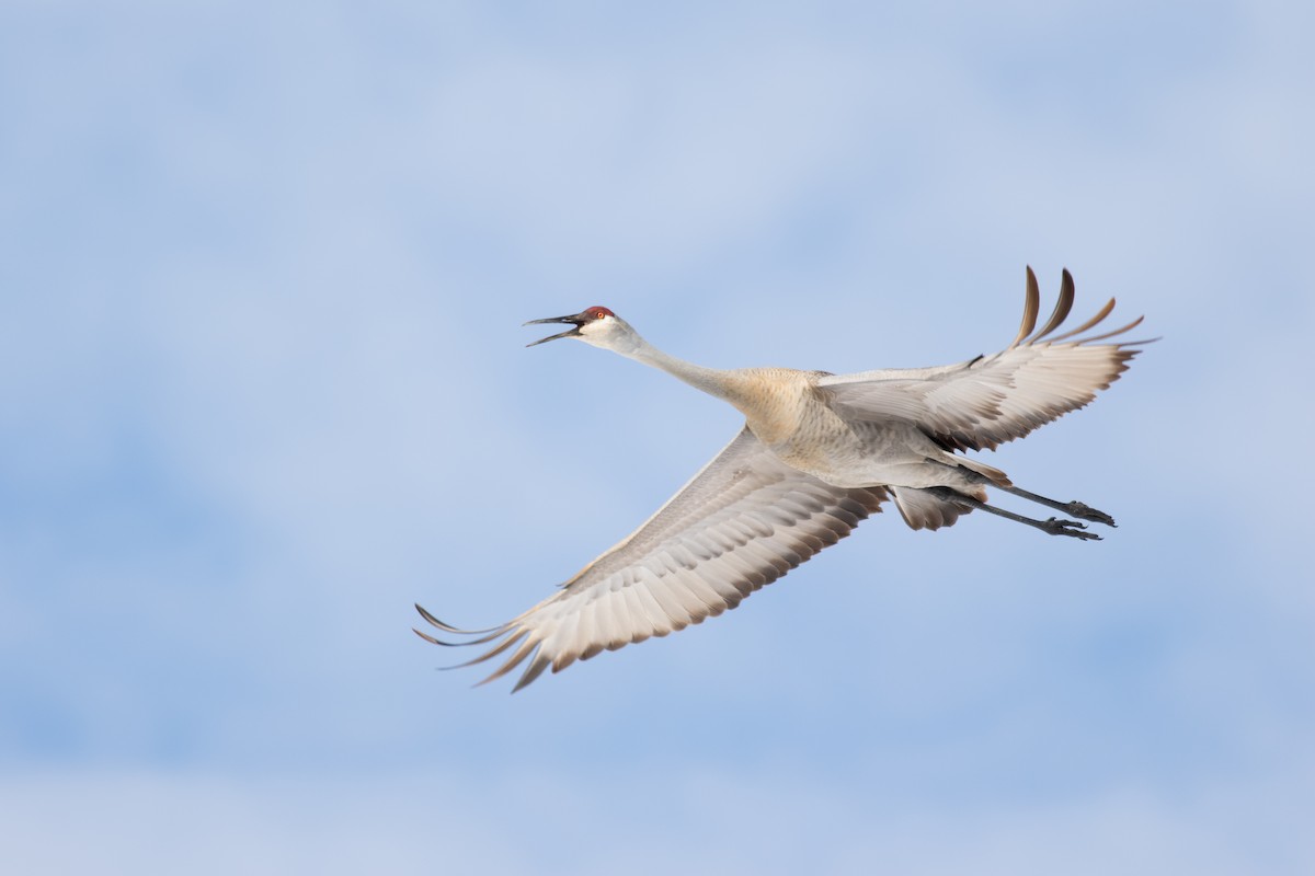 Sandhill Crane - Kris Perlberg