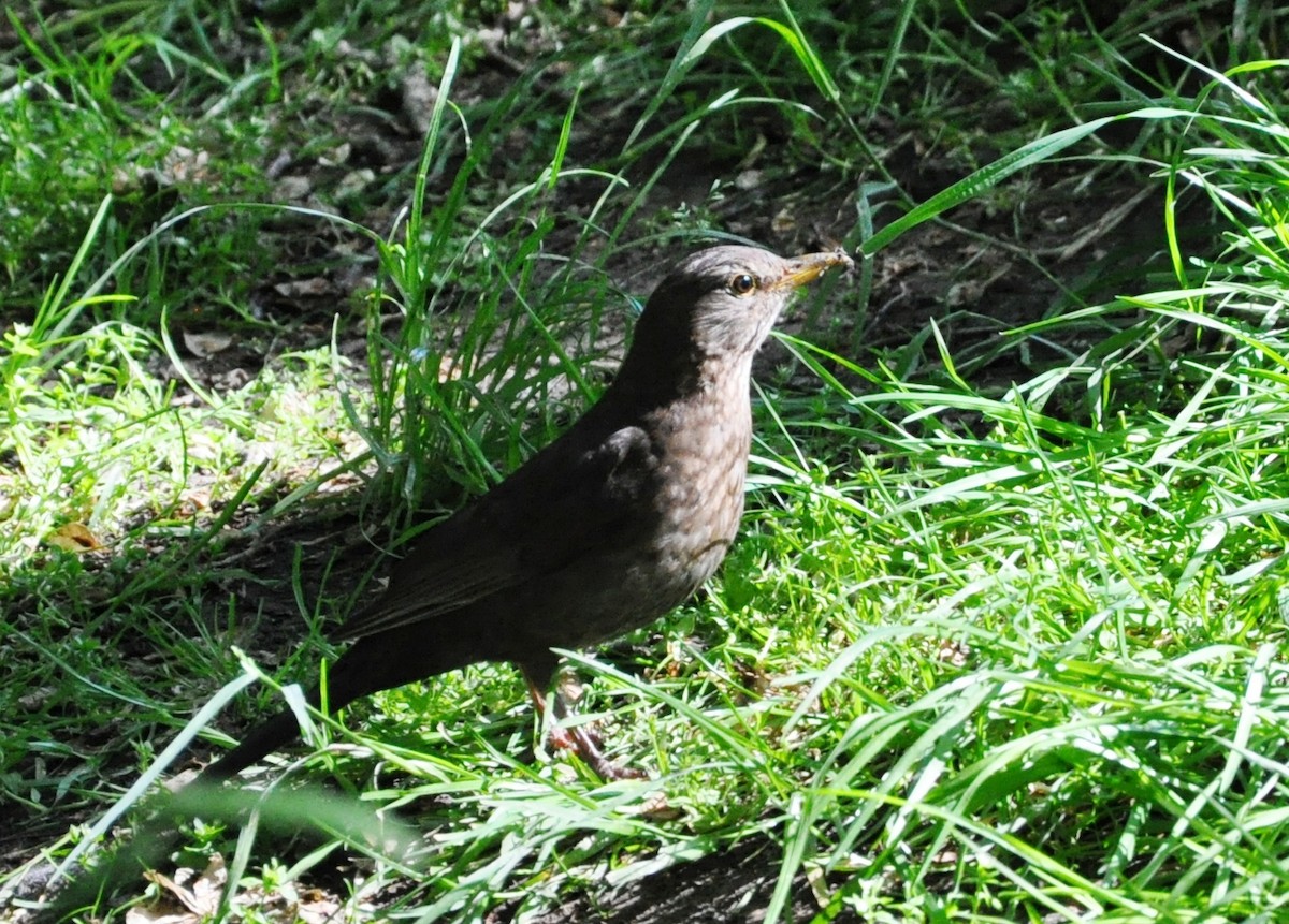 Eurasian Blackbird - Yves Darveau