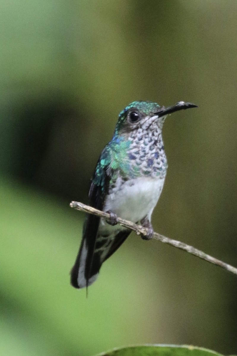 White-necked Jacobin - ML143234961