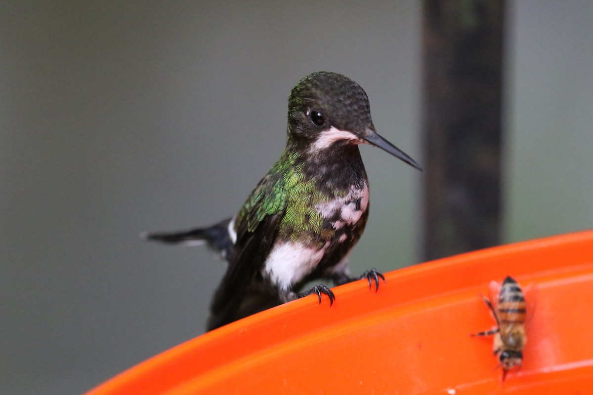 Green Thorntail - ML143235851