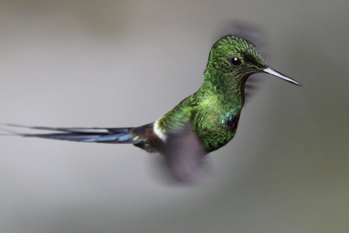 Green Thorntail - ML143235861