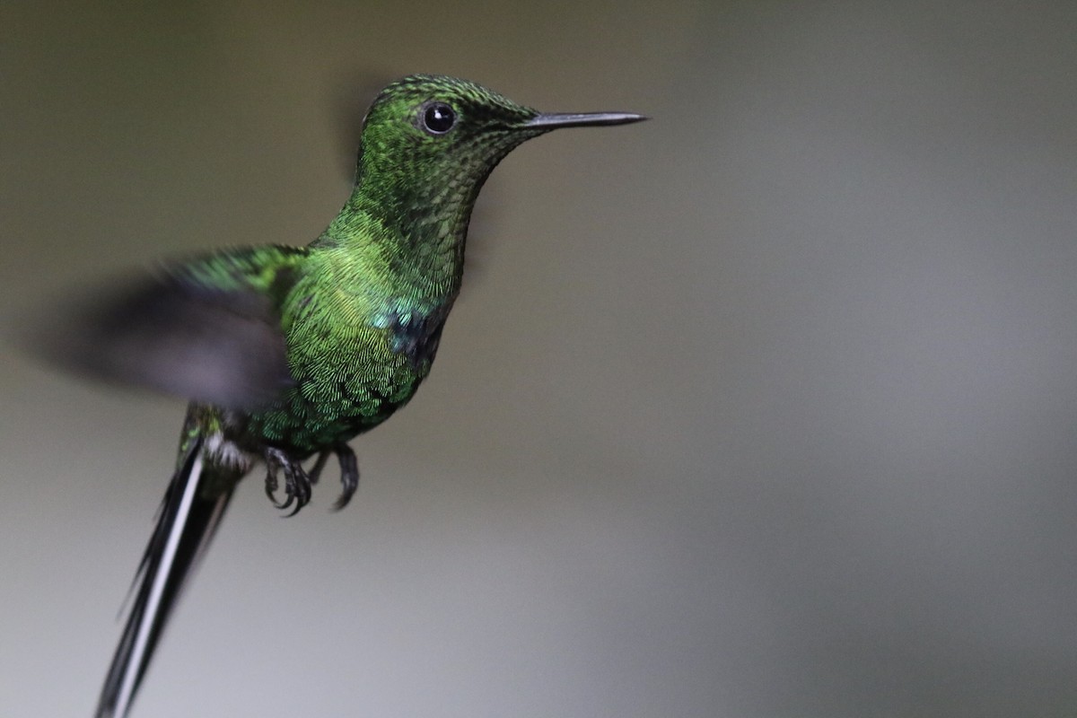 Green Thorntail - ML143235871