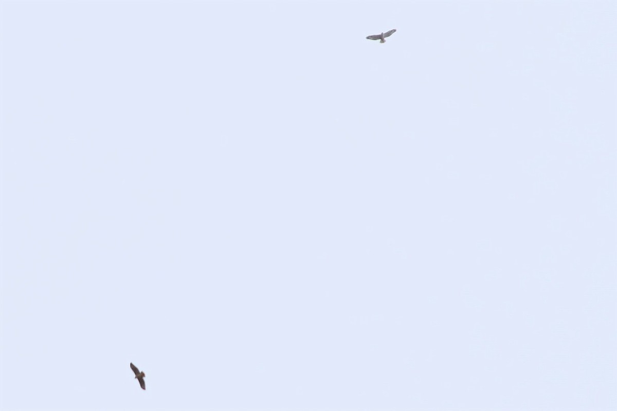 Ferruginous Hawk - ML143237951