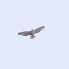 Ferruginous Hawk - ML143238131