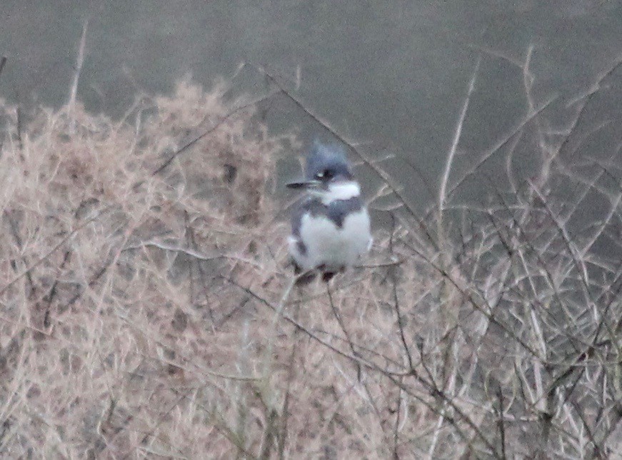 Belted Kingfisher - ML143239921
