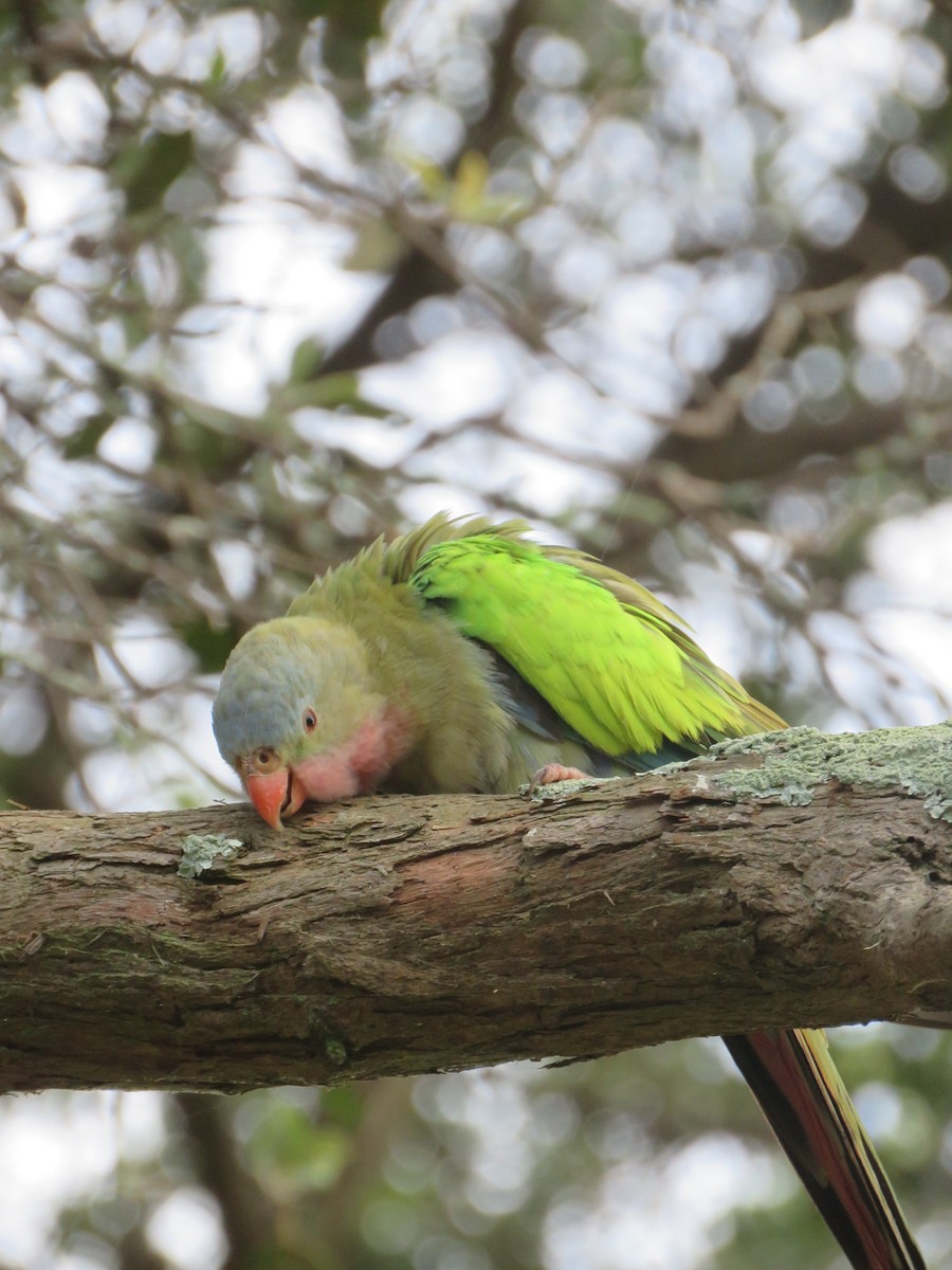 Perico Princesa - ML143240001