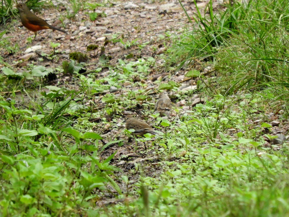 Picui Ground Dove - ML143241181