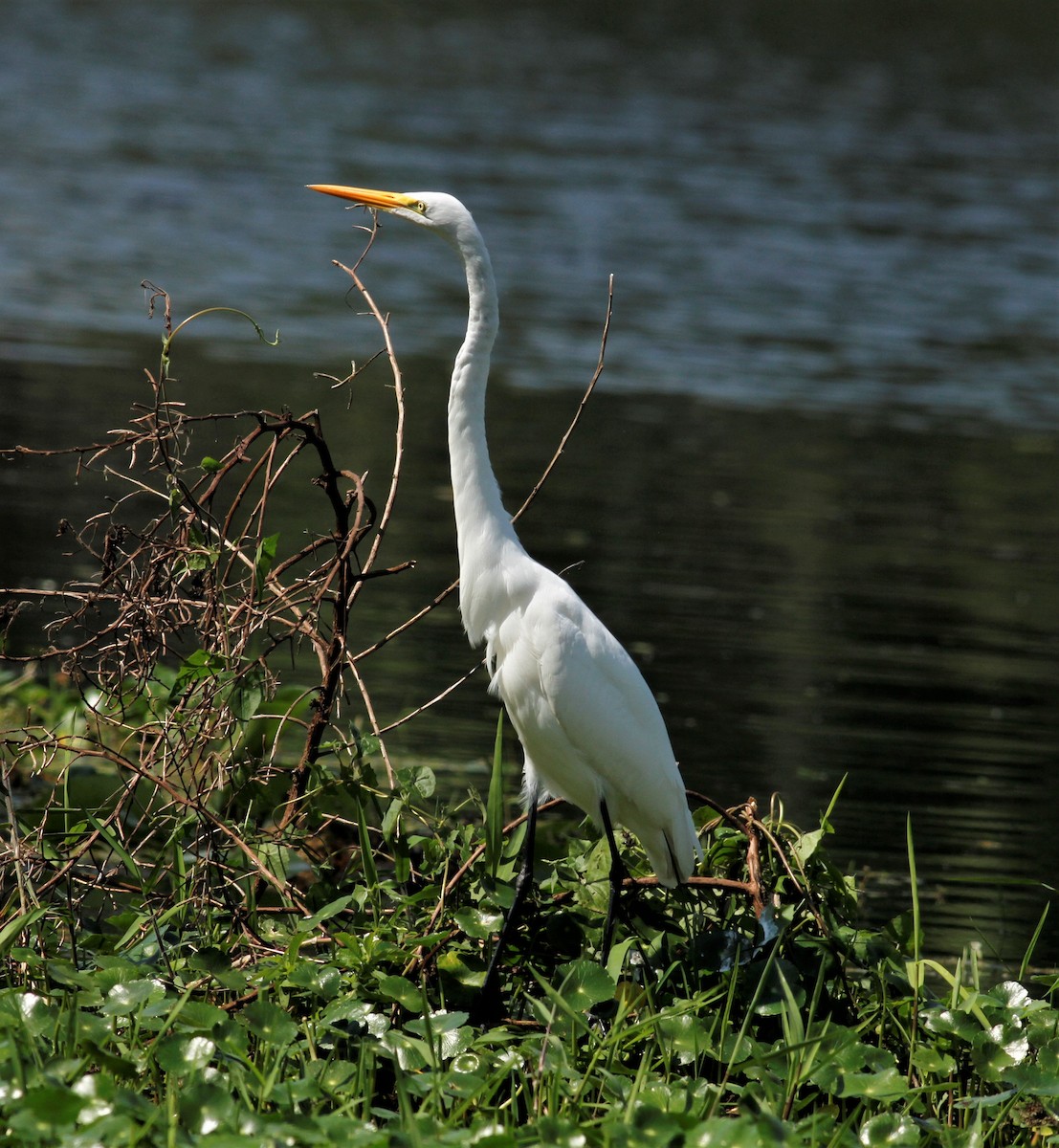 Great Egret - James Sherwonit