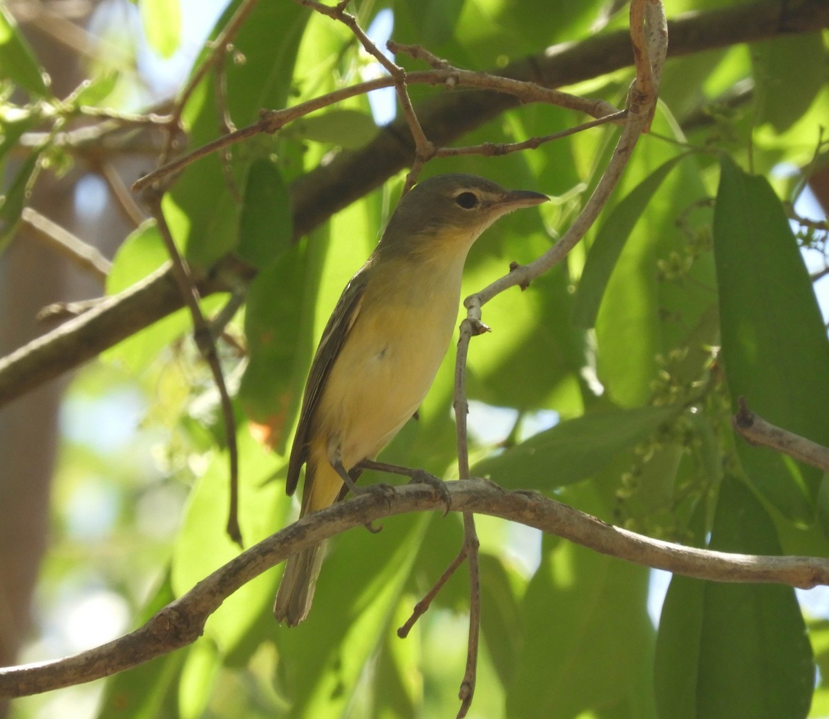 Bell's Vireo - Guillermo Funes