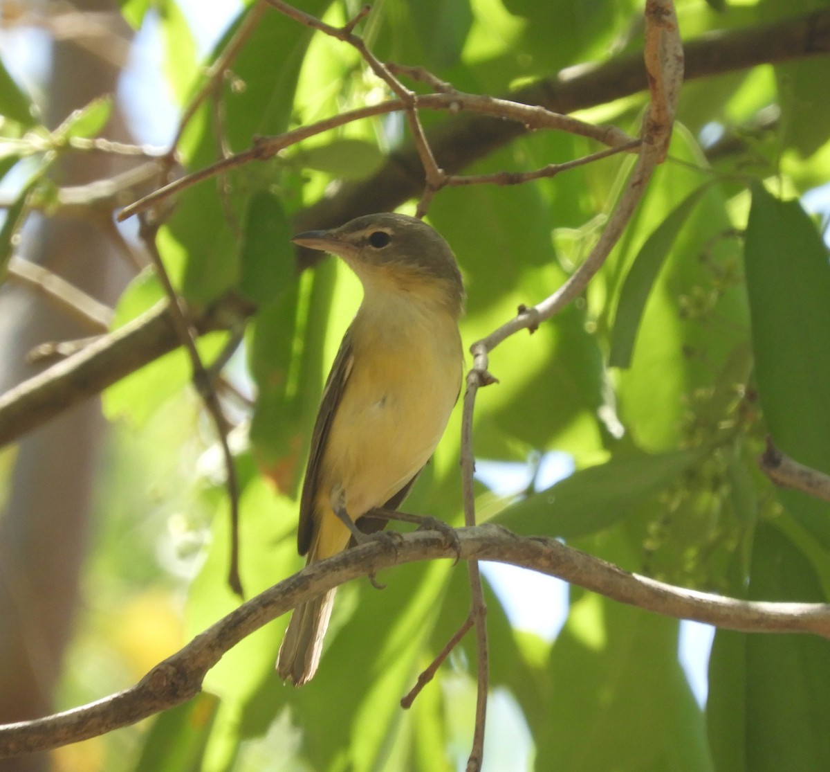 Bell's Vireo - Guillermo Funes