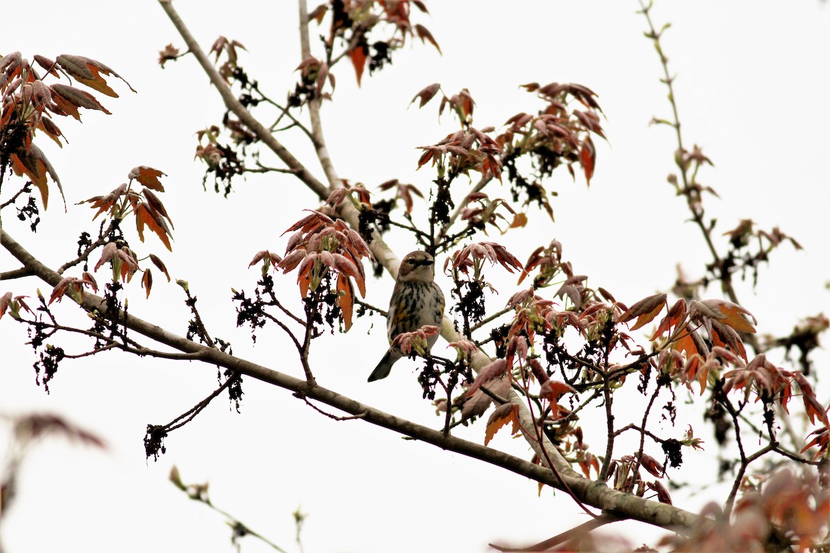 Yellow-rumped Warbler - ML143242581