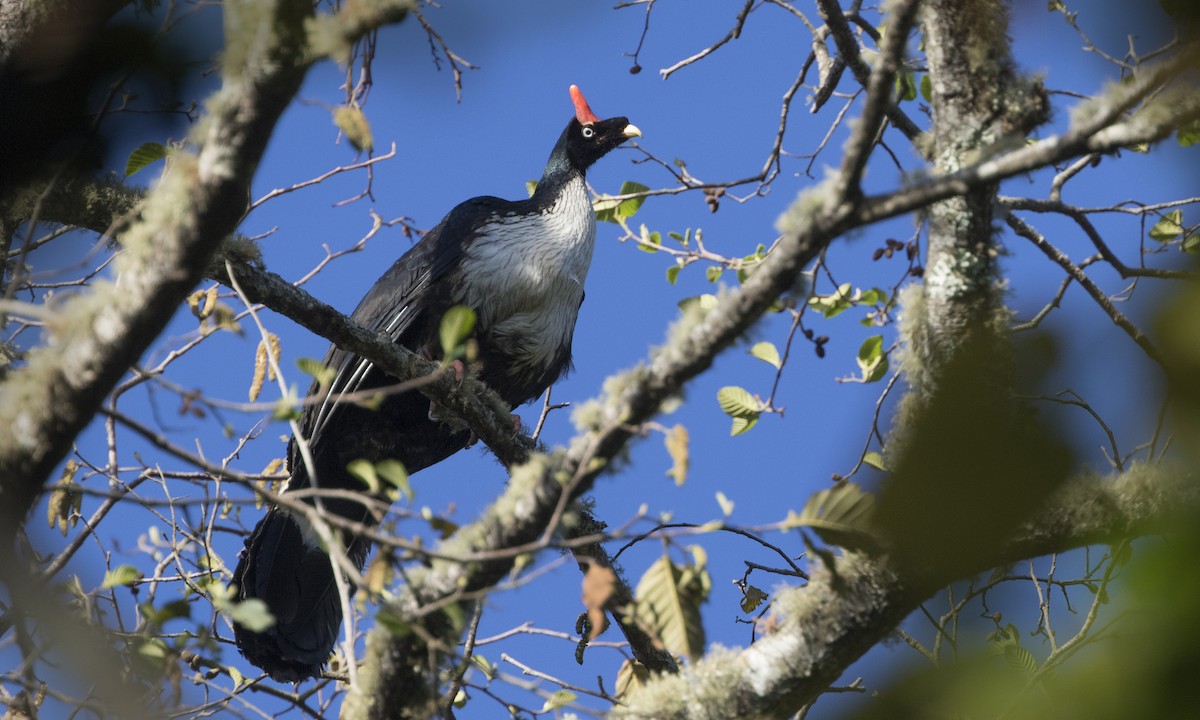 Horned Guan - ML143243121