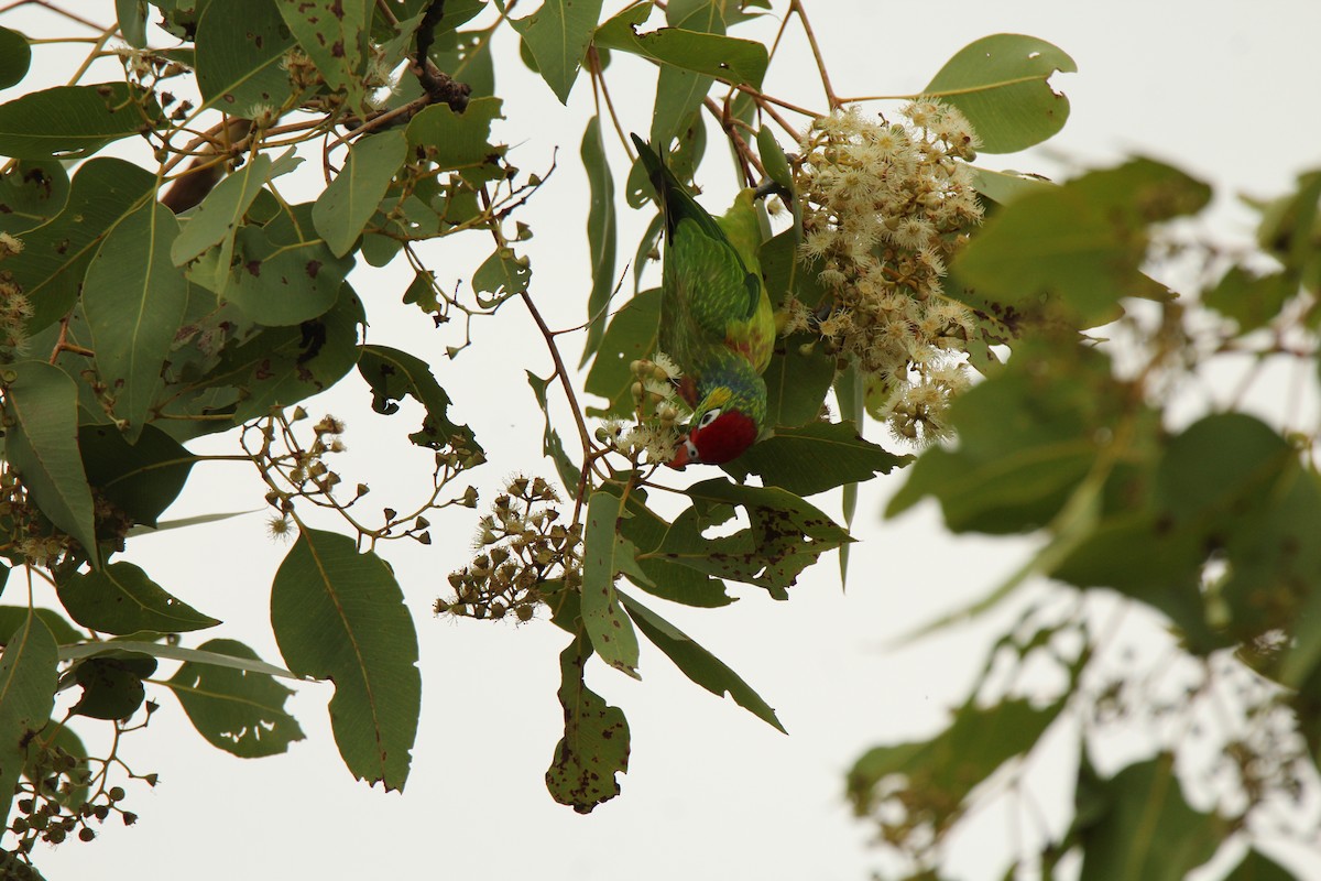 Varied Lorikeet - ML143245451