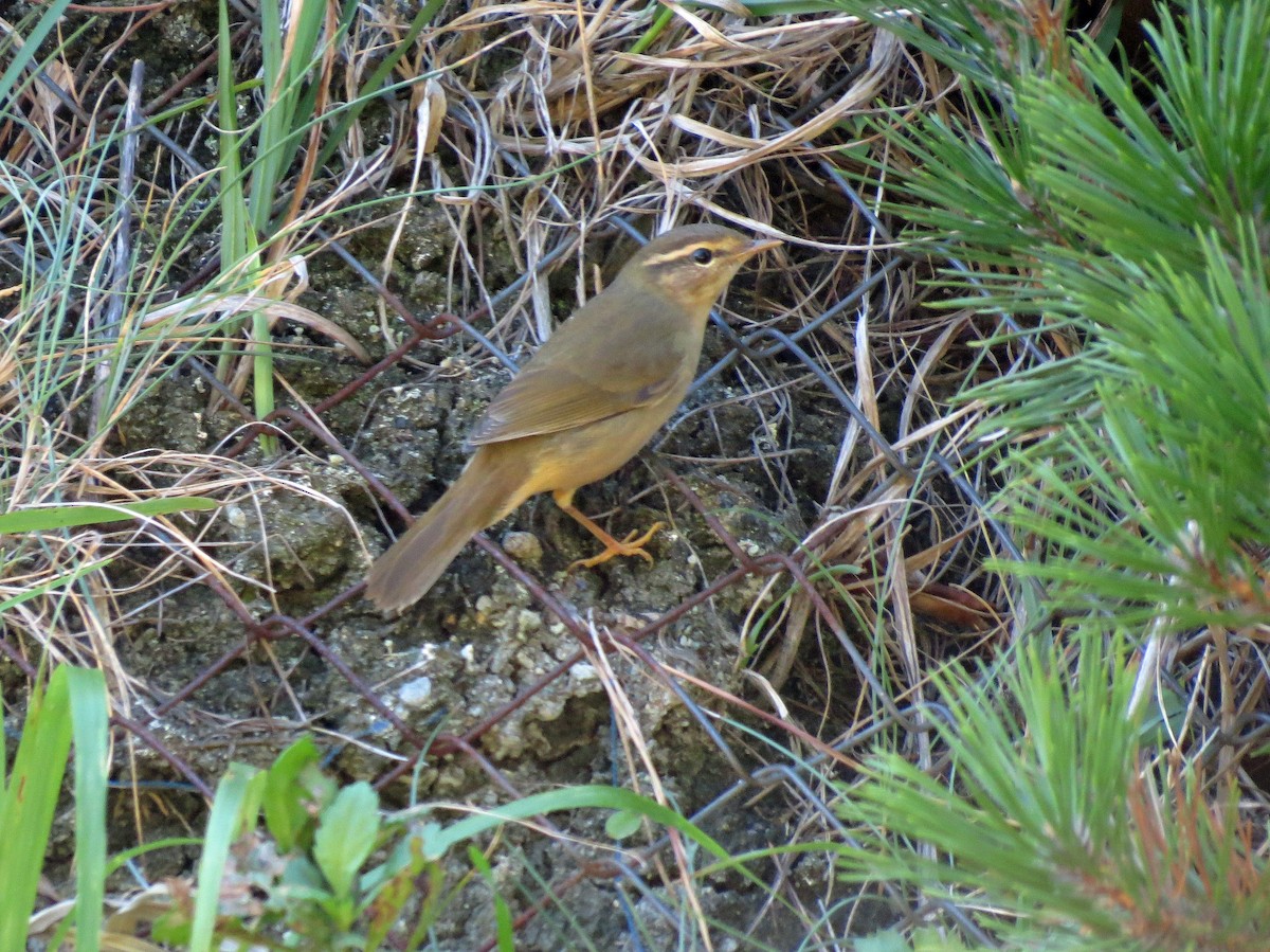 Radde's Warbler - ML143245641